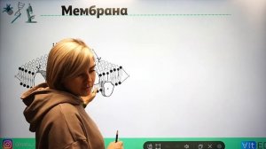 Цитология. Строение клетки.