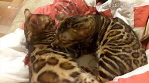 Две ласковые бенгальские кошечки