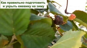 УКРЫТИЕ ЕЖЕВИКИ НА ЗИМУ в саду - КАК ПОДГОТОВИТЬ ЕЖЕВИКУ, ТОЧНО ПЕРЕЗИМУЕТ! Секреты, уход, утеплени