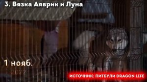 18+ ВСЕ Вязки за ВСЮ ИСТОРИЮ питомника «Питбули Dragon Life»Кими~Араб|Муса~Кияра| и Другие #pitbull