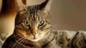 как узнать возраст кошки | как узнать возраст кошки в домашних условиях