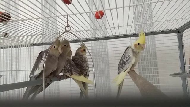 #harizma_ptichka
Почему попугай не ест? смотреть онлайн