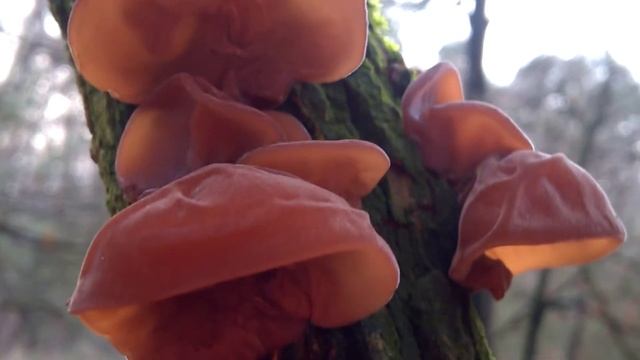 Grzyby zimowe - Uszak bzowy (Auricularia auricula-judae) - jadalny - grzyb mun смотреть онлайн