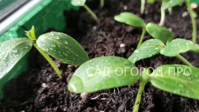 РАССАДА ПРЁТ МОЩНАЯ ОТ ЧАЙНОЙ ЛОЖКИ ЭТОГО!