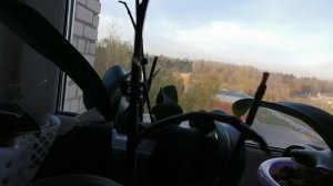 Цветонос или детка у орхидеи?