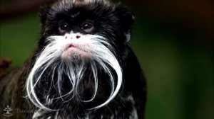 Тамарин императорский/Tamarin Emperor