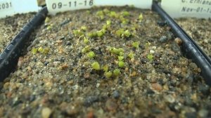 Lithops terricolor C132  Seed Sprouting  Time Lapse