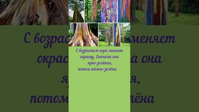 Радужный Эвкалипт #LEARNMOREWITHME смотреть онлайн