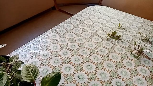 Комнатные цветы. Укореняем черенки. Часть 2. Фуксии. смотреть онлайн