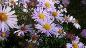 Мой фильм.wlmp.mp4    Осенние нежные астры !!!