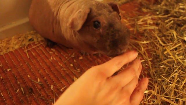 Морской свин Вурчик. смотреть онлайн