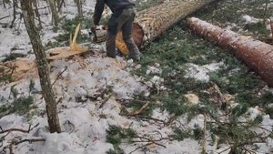 Валка дерева в отрезе 57см Бензопила Stihl MS 361