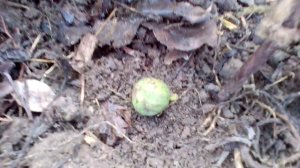 Укрытие ИНЖИРА на зиму, результат.