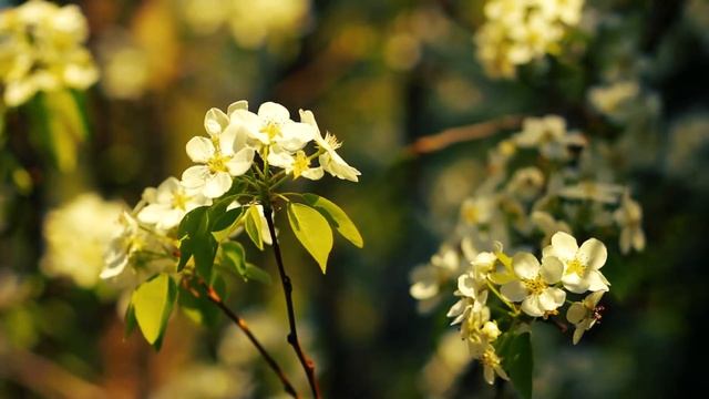 Пчелы в цветах груши | Футажи красивая природа [FullHD] смотреть онлайн