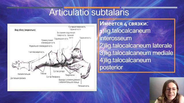 Подтаранный сустав) art. subtalaris смотреть онлайн