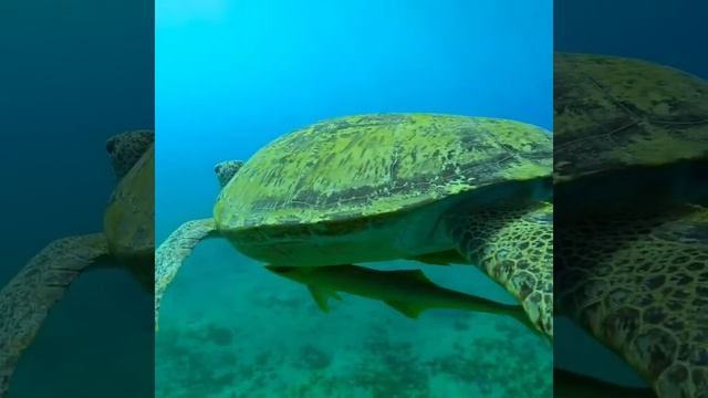 Интересные факты о морских черепахах