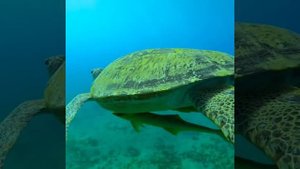 Интересные факты о морских черепахах