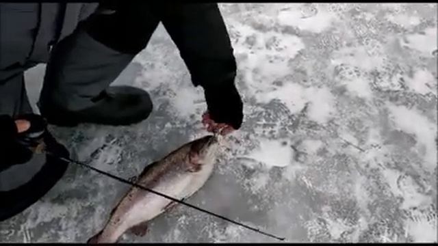 На запуске жара!!!Поимки форели на блесна и раттлины!!!
