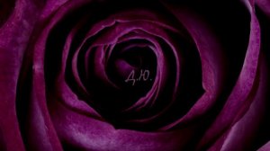 Роза - песня