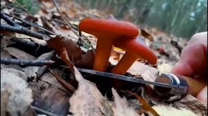 Этот ГРИБ РАСТЁТ ТОННАМИ в лесу! Гриб Горькушка.