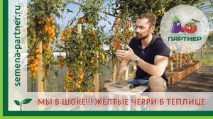 МЫ В ШОКЕ!!! ЖЕЛТЫЕ ЧЕРРИ В ТЕПЛИЦЕ