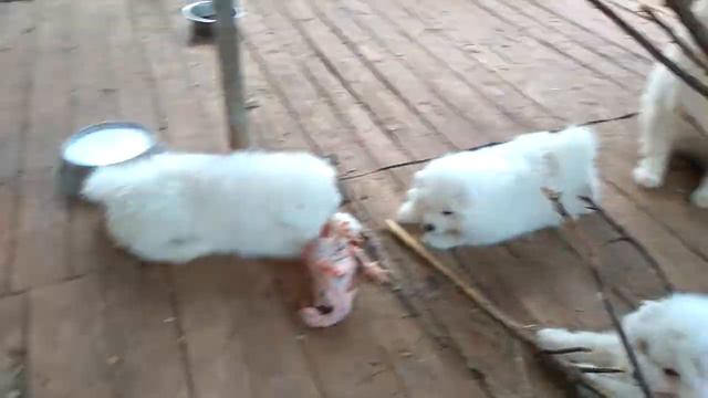 Жизнь маленьких самоедов(2) смотреть онлайн