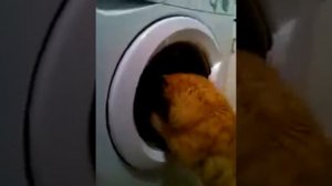 Кот дебил Прикольный кот