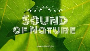 Звуки Природы, лучшая музыка для релаксации. The best music for relaxation.