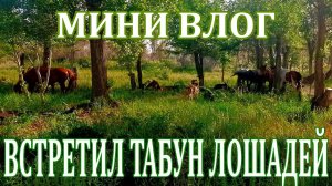 Влог с прогулки на природе - Встретил Лошадей на прогулке