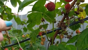 Малина ремонтантная: проблемы выращивания в средней полосе