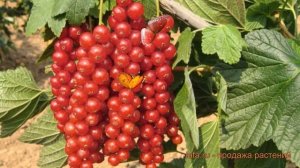 Смородина красная Нива (ribes rubrum) ? смородина Нива обзор: как сажать саженцы смородины Нива