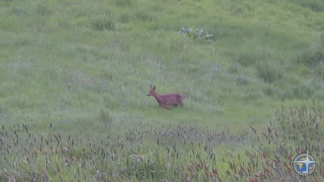 Охота на косулю с подхода в Шотландии смотреть онлайн