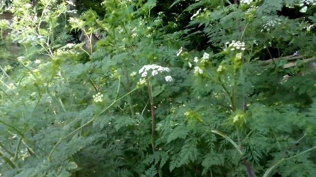 Шушан - 31.05.2018 г.