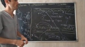 Физиология человека. Тема 9. Механизм сокращение и расслабление мышц. Ресинтез АТФ.