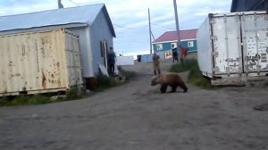 Медведи Камчатки