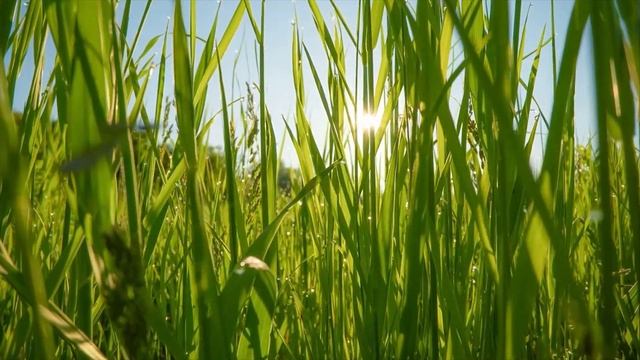 Жилой район "Зеленые кварталы". смотреть онлайн