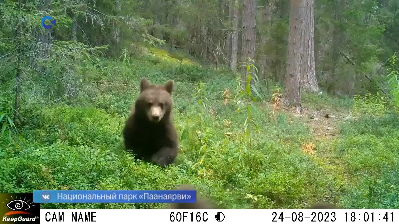 Встреча с медведем в Карелии