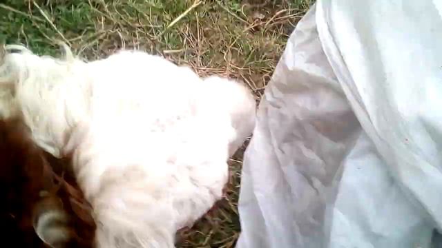 Коза задира# Все на прогулку! смотреть онлайн