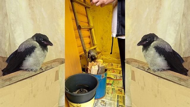 Кормление птенца вороны, Сенька проголодался смотреть онлайн