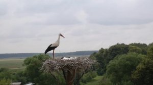 "Пролетая" над гнездом аиста...(Часть 1)