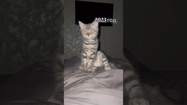 Кот Ричи/ Вырос красавчиком