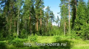 Озеро Ловецкое и окрестности Решетниково.wmv