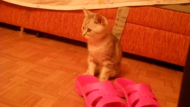 Британский котяшка няшка British cat