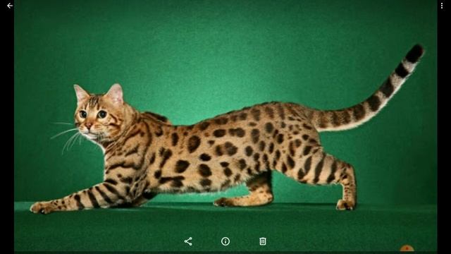Бенгальская кошка: ПЛЮСЫ И МИНУСЫ