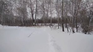 Первый день весны. Канадский волк с лайкой.mp4