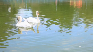 ЭТА песня в СССР ЗВУЧАЛА ИЗ КАЖДОГО ОКНА!!! Геннадий Лист - песня _БЕЛЫЕ КРЫЛЬЯ_ ....mp4