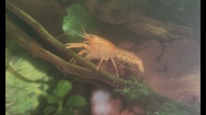 Спаривание  мексиканских карликовых оранжевых раков в аквариуме