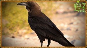 Голоса птиц Как поёт Ворон пустынный (Corvus ruficollis).mp4