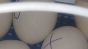 Вылупление птенцов из яиц в инкубаторе/Часть1