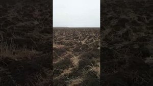 Распахали целину для посадки чеснока на 2023 год!